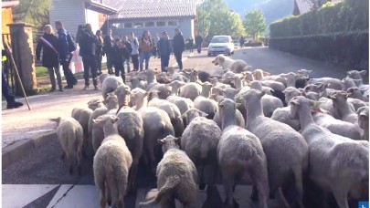 Halkın Yardımına Koyunlar Koştu!