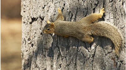 Tehlikeyi Anlamak İçin Bunu Yapıyorlar!