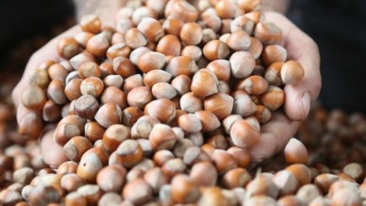 Üreticilere uyarı: Emanete fındık vermeyin