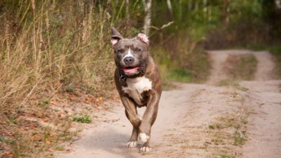 Valilik'ten Bu Köpek Irklarını Besleyenlere Ceza!