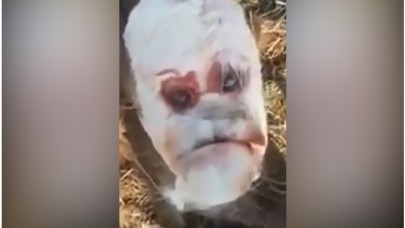 Videoyu İzleyenler Şaşkına Döndü!