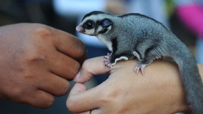 Yeni bir tür uçan sincap keşfedildi
