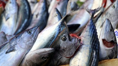 Fiyatı Yüzde 600 Artan Palamutun Tanesi Cep Yakıyor