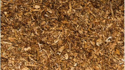 Tütünün Genetiğini Değiştirdiler!