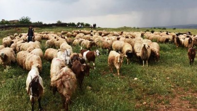 Çoban İhtiyacını Afganlar Giderecek!