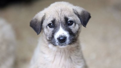 Evcil Hayvanını Sokağa Terk Edenlere Büyük Ceza!