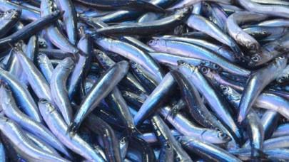 İstanbul'da Hamsinin Fiyatı Dudak Uçuklatıyor!