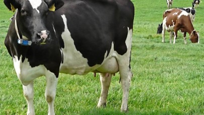 Suni Tohumlamada Irk Uyumu Gözetilecek!