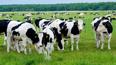 Türkiye Sığır Varlığında “Genetik Çöplüğe" mi Dönüşecek?