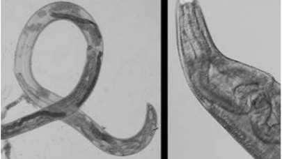 Sinekler Yüzünden Başına Gelmeyen Kalmadı!