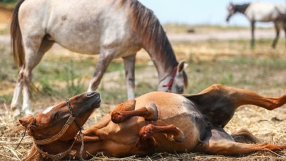 Adalar’da Ruam Hastalığı Alarmı: İnsanlara da Bulaşabiliyor