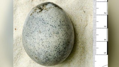 Arkeologlar Yanlışlıkla Yumurtaları Kırdı! Kokusu Bayıltacak Kadar Güçlü