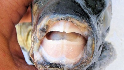 Bakanlık Harekete Geçiyor! 1 Kilo Getirene 5 Lira Prim