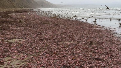 Fırtına Nedeniyle Binlercesi Kıyıya Vurdu!