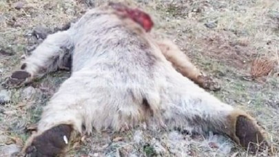 Hangi Ayı Vurdu Bu Boz Ayıyı!