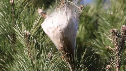 İstanbul Ormanlarında Böcek Krizi: İnsan Sağlığını Tehdit Ediyor!