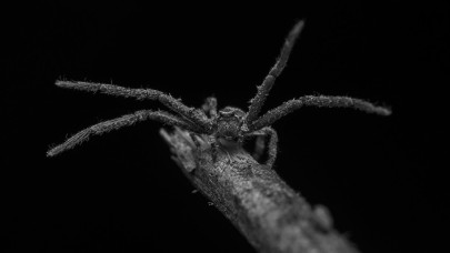 Avustralya'da 'Zehirli Örümcek' Uyarısı: 24 Saat Suda Yaşayabiliyor!