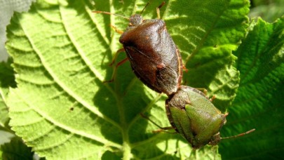 Bu Böcek 1 Milyar Dolar Zarara Neden Oldu!