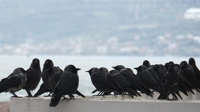İstanbul İçin Çok Önemli 'Ölü Kuş' Uyarısı!