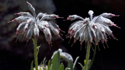 Yeni Bir Bitki Türü Keşfedildi: Türkiye'nin Sadece O İlinde Yetişiyor!