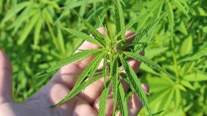 Yerli Otomobile Kenevirden Batarya!