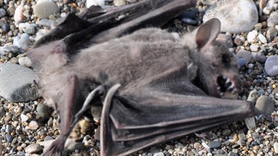 Antalya'da Koronavirüs Paniği: Sahilde Ölü Yarasalar Bulundu!