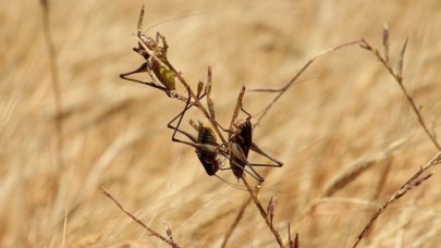 BM'den 'çekirge felaketi' uyarısı: Gıda güvenliği tehlikede!