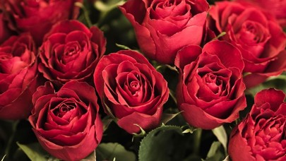 Gül fiyatları Sevgililer Günü nedeniyle tavan yaptı: Bakın tek dalı ne kadara satılıyor!