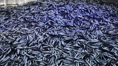 Hamsi akın etti: 100 ton!