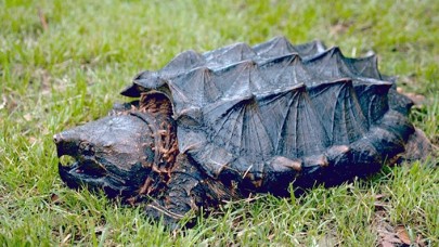 İnternetten satacaktı: Timsah yiyen kaplumbağalara el konuldu