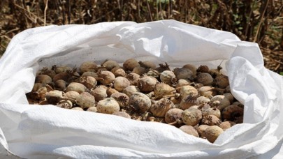 İran'daki esrarın yüzde 25'i Türkiye'de: Haşhaş üretimi tavan yaptı!