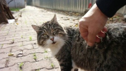 Kedilerden İnsana Coronavirus Bulaşır Mı?