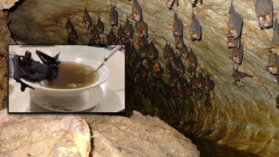 Koronavirüsün Kaynağı Belli Oldu: Benzerlik Oranı Yüzde 96!