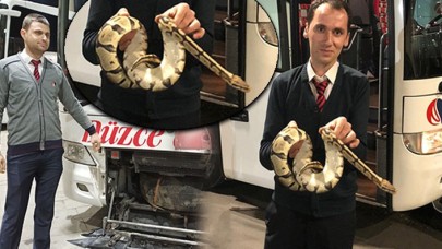 Otobüste Valizden Kaçan Piton Yılanı Paniği!