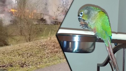 Papağandan hayat kurtaran çığlık: "Daha önce bu kelimeyi söylememişti"
