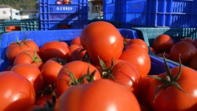 Rusya'nın kota doldu diyerek almadığı domatesler çöpe gitti!