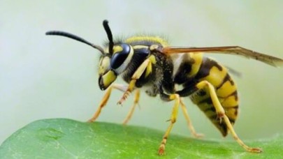 Böcek ilaçlarının,  yaban arısı yavrularının beynine geri dönüşü olmayan etkisi