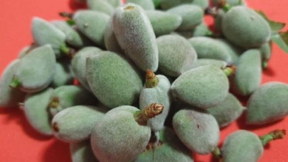 Çağla hasadı başladı: Fiyatı cep yakıyor