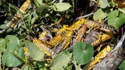 Çekirge istilası sınırımızda: Türkiye'ye geliyor!