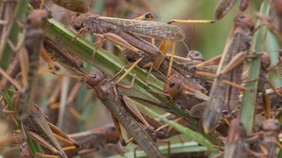 Çekirge istilası Türkiye'ye geliyor mu? Önemli açıklama