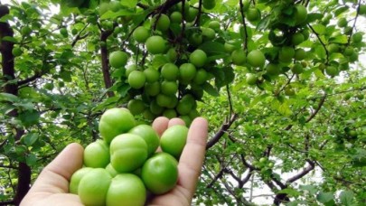 Eriğin fiyatı altından daha değerli: Kilogramı cep yakıyor