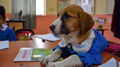 Sosyal medyanın maskotu haline gelen Fındık köpek hayatını kaybetti!