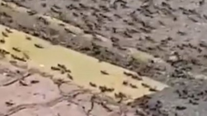 Karınca istilası nerede? Çekirgeden sonra şimdi de karınca istilası!