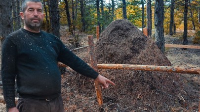 Ormanda insan boyutunda dev yuva: Astım ve bronşite iyi geldiğine inanılıyor