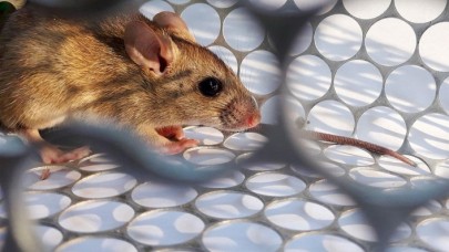 Yine Çin: Ölen kişide hantavirüs tespit edildi: Farelerden bulaşıyor!