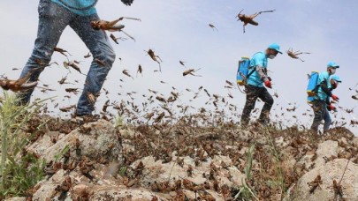 Çekirge istilası geliyor: Gıda yetersizliği yaşanacak!