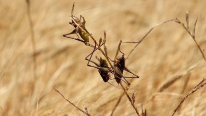 Çekirge istilası Şanlıurfa'da: 40 kişiyle ilaçlama yapılıyor