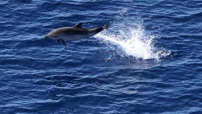 Deniz trafiğindeki sakinliği fırsat bilen yunus sürüsü Galata'da görüldü
