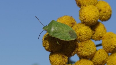 Koronavirüs bitmeden bir de bu oldu: Türkiye'deki 8 il böcek istilasında!