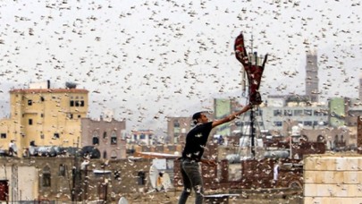 Tam bitti derken yeniden başladı: Çekirgeler sınırımızda!